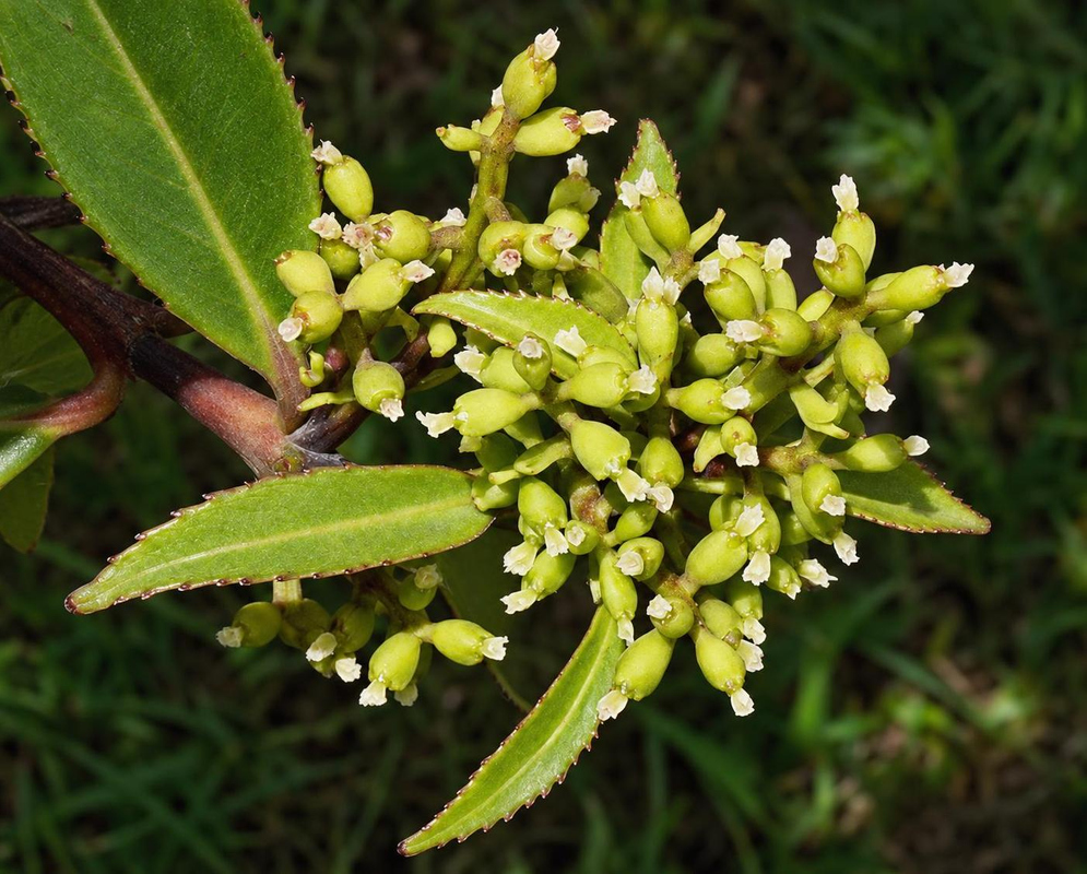 Hedyosmum bonplandianum has clustered pale green flowers and fleshy bracts among pointed green leaves with toothed margins