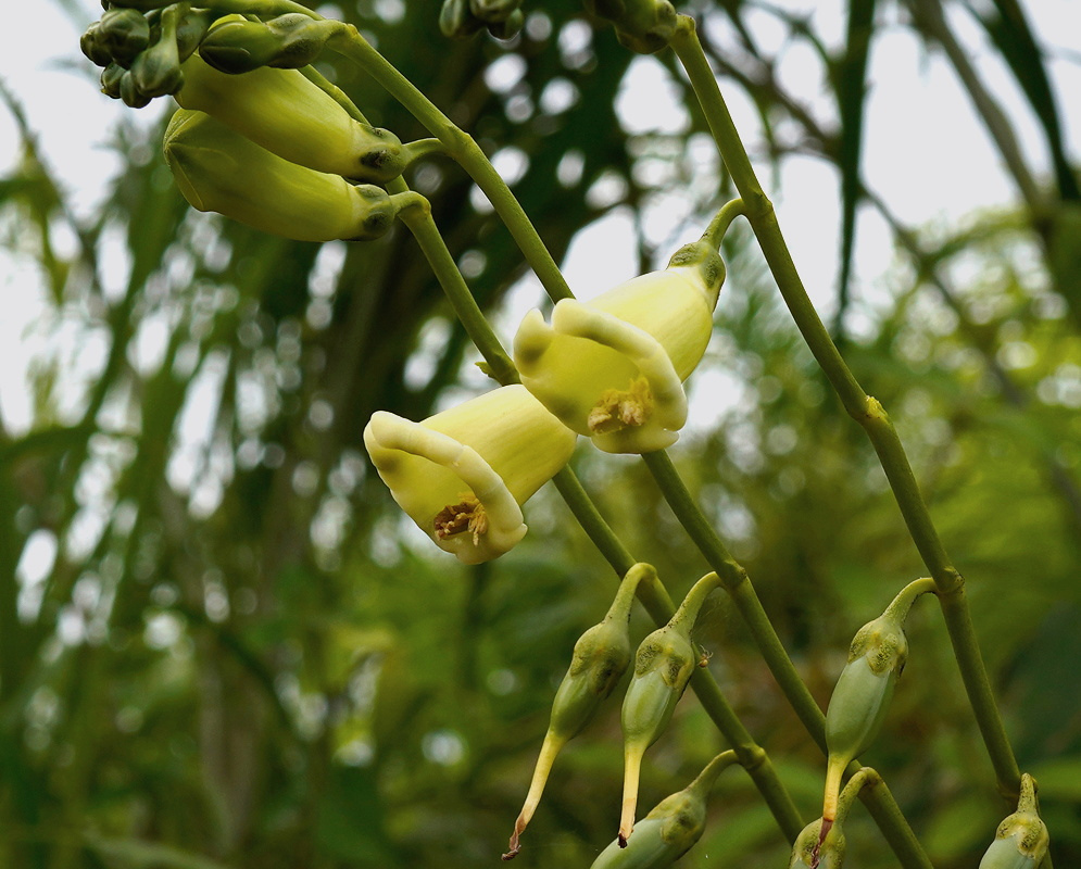 Helia alata bears pale green bell-shaped flowers and rounded buds on slender branching stalks