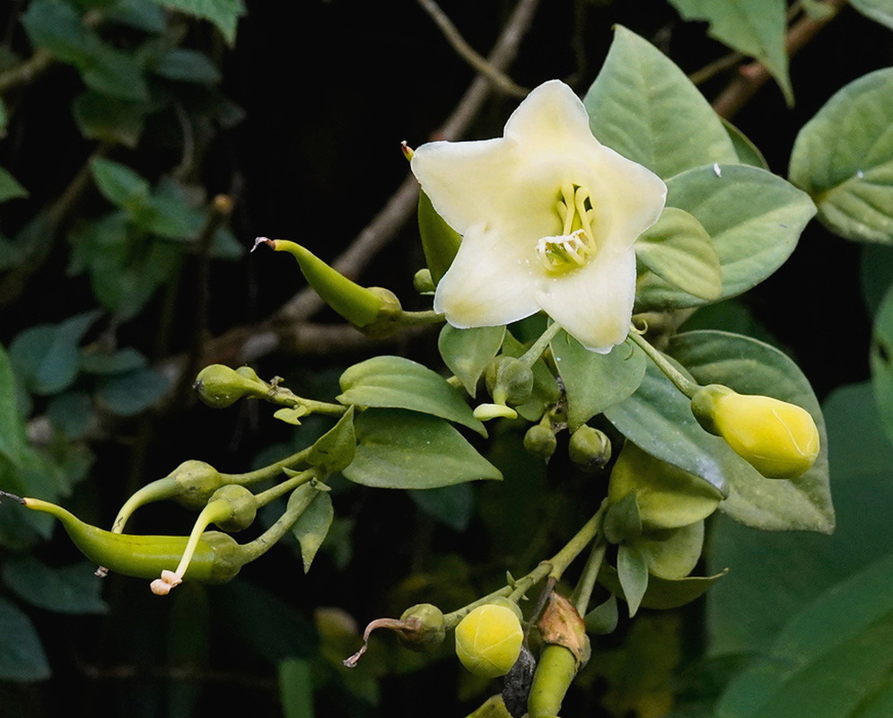 Helia viridiflora has a creamy white five-lobed bell flower among oval green leaves and developing green capsules