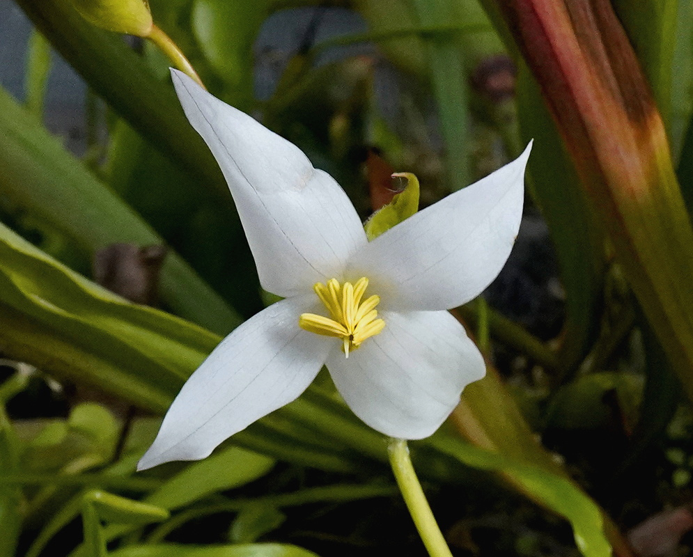Heliamphora heterodoxa × minor has a white flower with four pointed spreading segments around yellow anthers on a slender green stalk