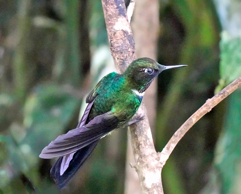 Heliangelus Strophianus A close-up of a male hummingbird perched on a branch with iridescent green feathers, a white crescent below its eye, and a slightly curved black bill