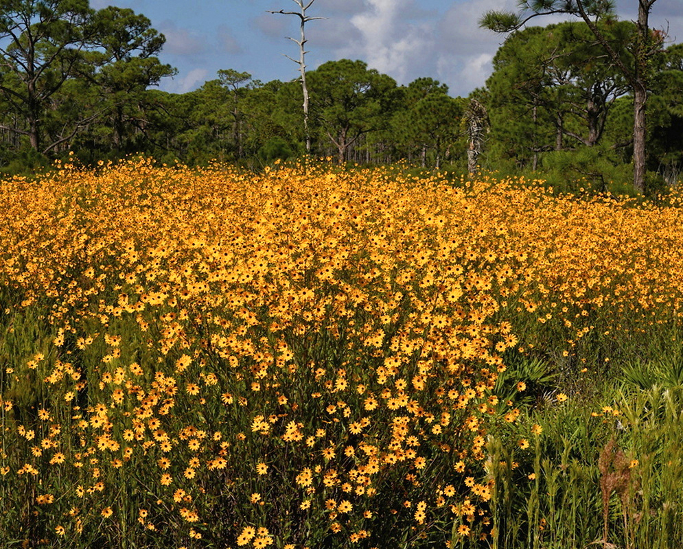 Helianthus agrestis forms a broad field of yellow sunflower heads among upright green stems near a pine woodland