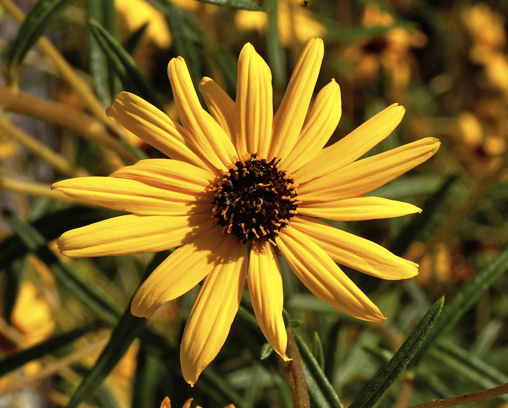 Helianthus angustifolius has a golden yellow sunflower head with a dark brown center above narrow green leaves
