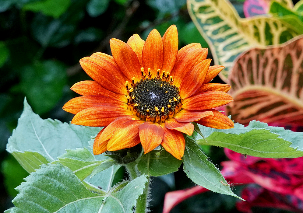 A yellow rust-orange Helianthus annuus flower with a black disk with yellow flowers on the border of the disk