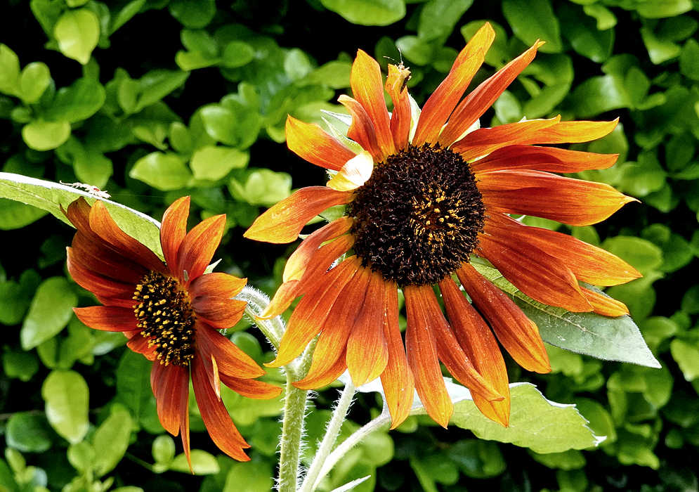 Two Helianthus annuus flowers with yellow and orange petals and dark disks with a few yellow flowers in sunlight