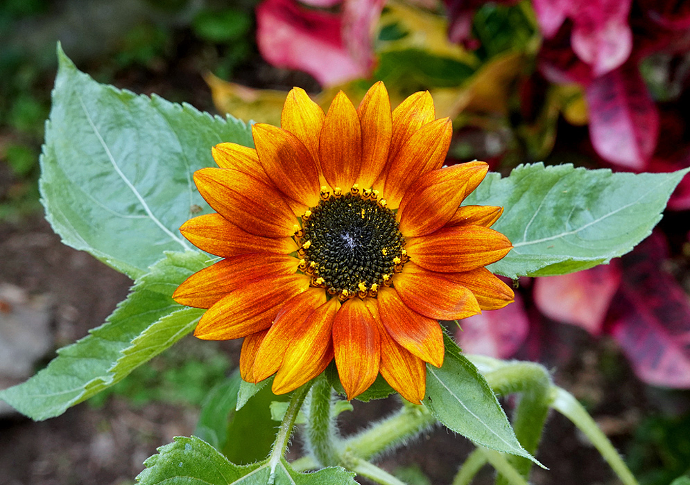A yellow rust-orange Helianthus annuus flower with a black disk