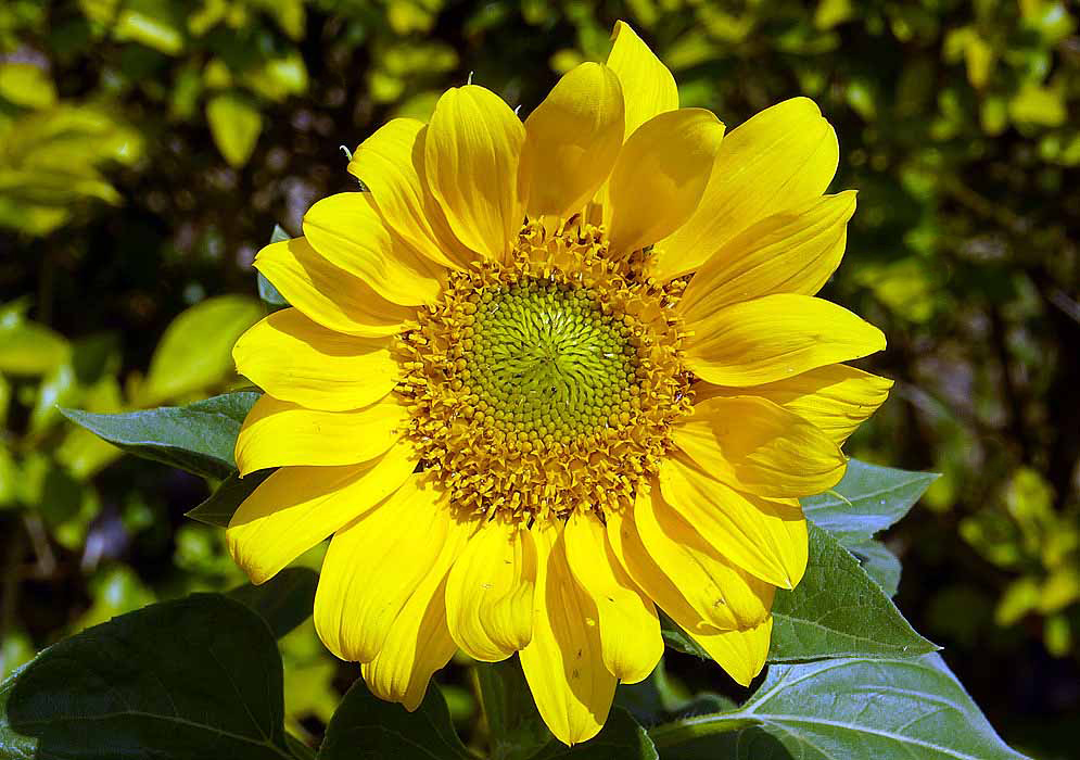 A yellow Helianthus annuus flower head and disk flowers in sunlight