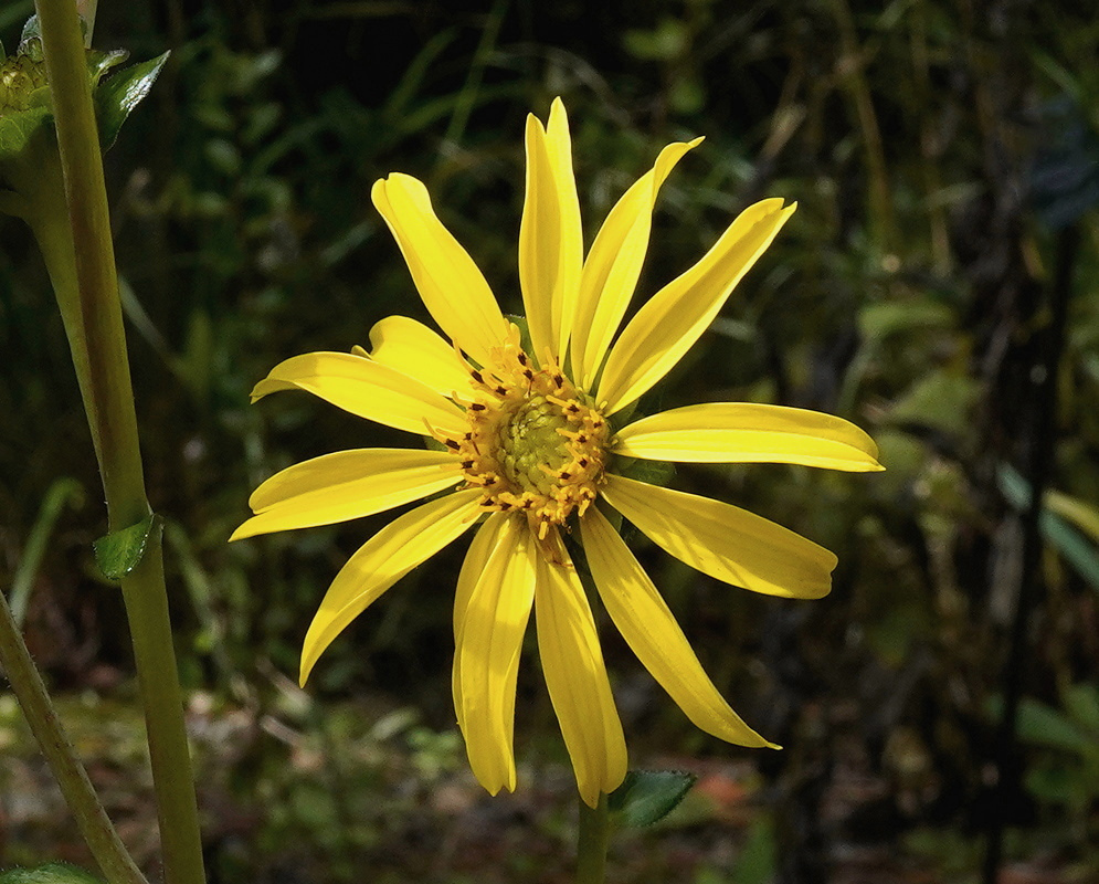 Helianthus carnosus has a yellow sunflower head with long narrow rays surrounding a domed yellow disk