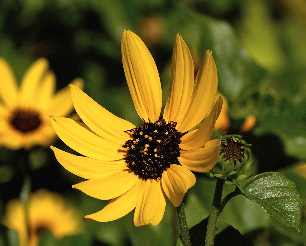 Helianthus debilis has bright yellow rays surrounding a dark brown disk beside broad toothed green leaves