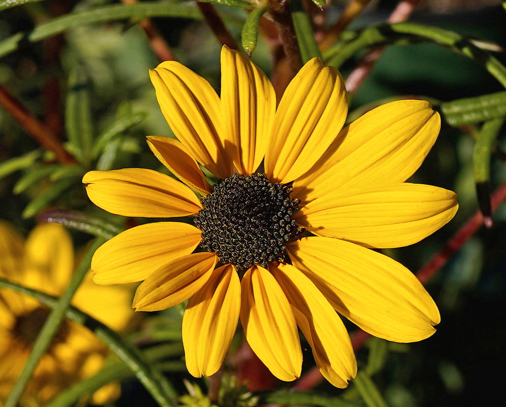 Helianthus salicifolius Autumn Gold has a golden yellow flower head with broad rays around a rounded dark disk