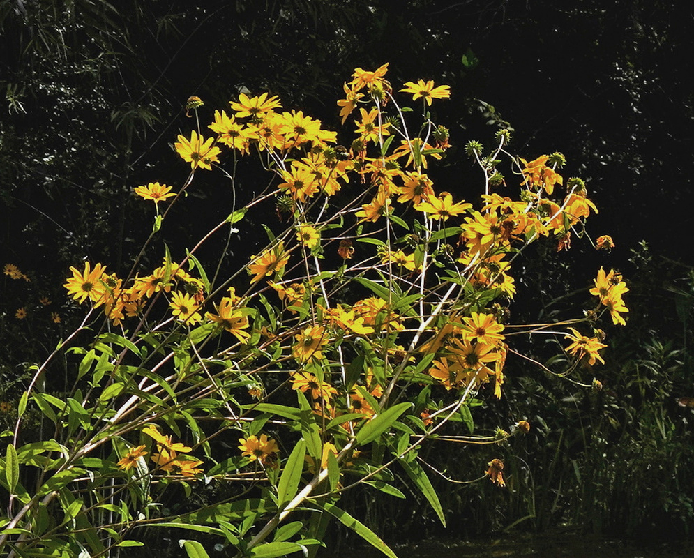 Helianthus simulans bears numerous small yellow sunflower heads on tall branching stems with narrow green leaves