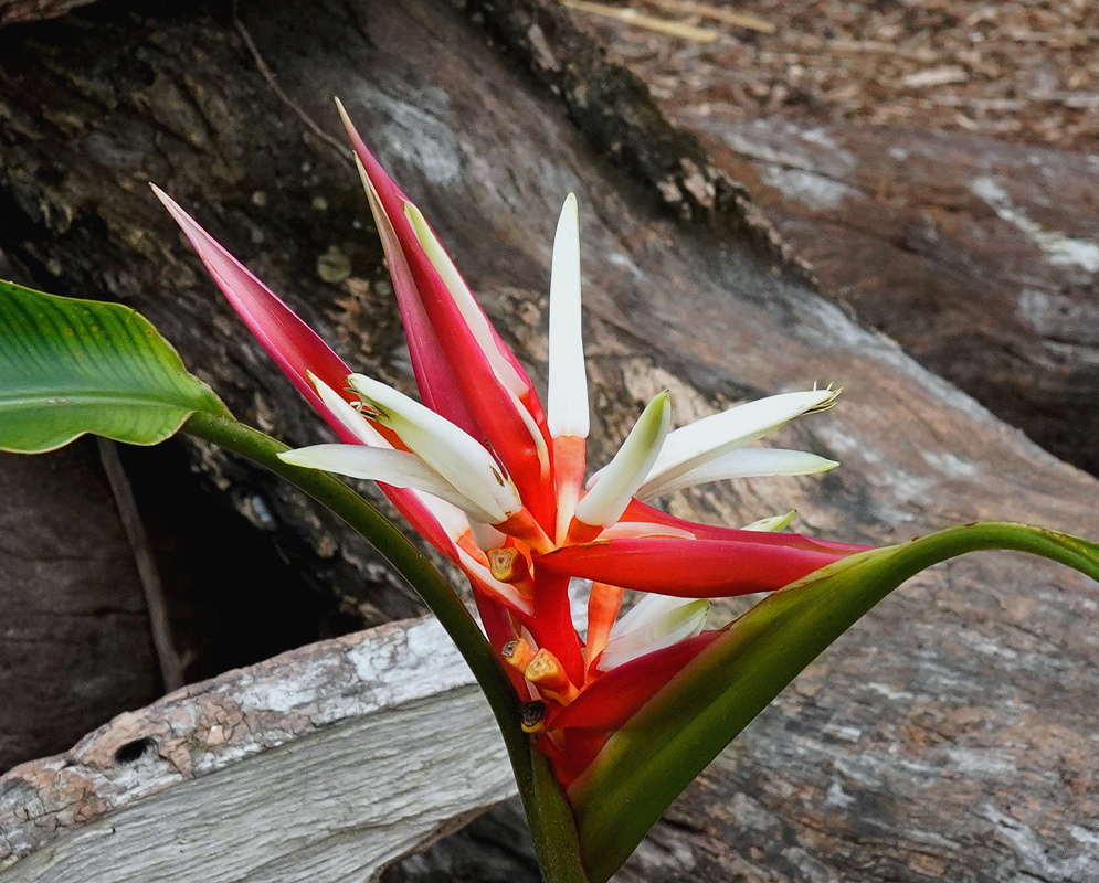 Heliconia angusta Red Christmas has vivid red pointed bracts framing long white flowers above glossy green leaves