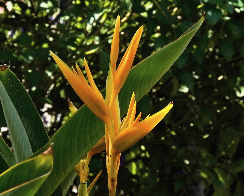 Heliconia angusta has slender upright yellow-orange bracts rising from an orange stalk among broad green leaves
