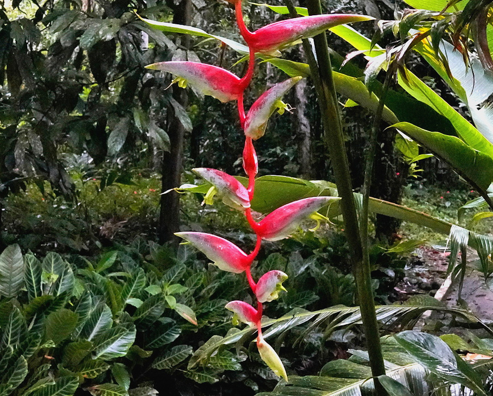 Heliconia chartacea has a long hanging pink flowering axis with spaced curved pink bracts and small pale flowers