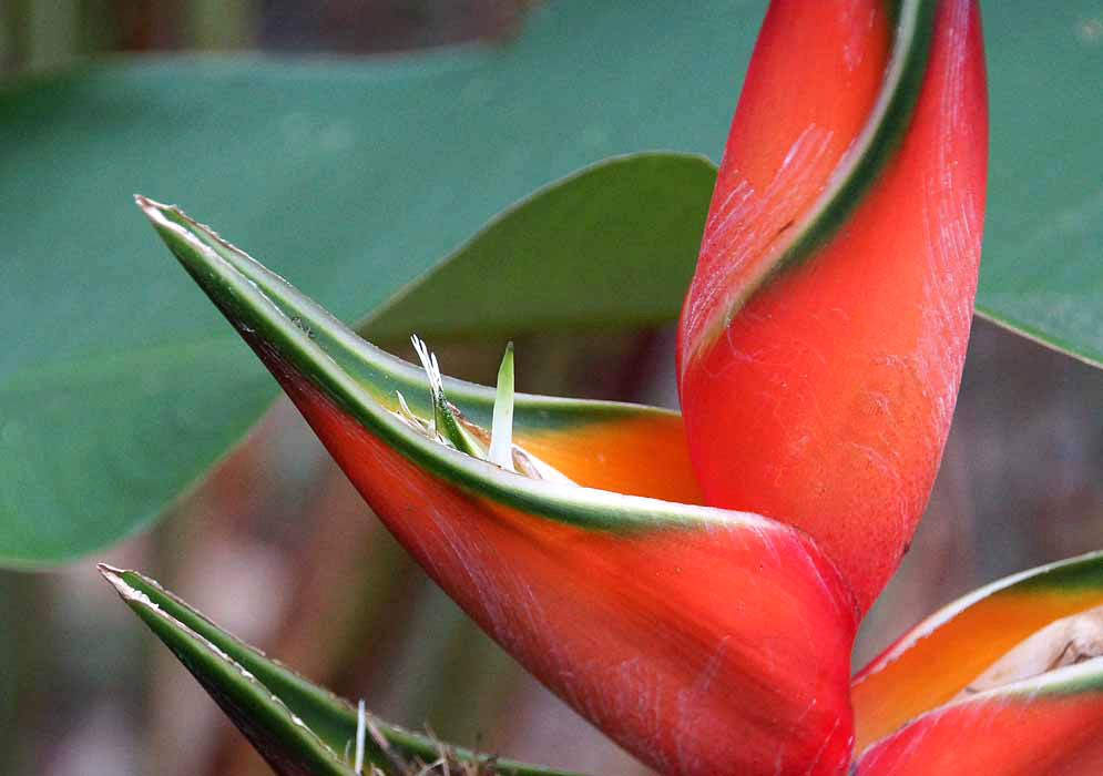 A red-orange Heliconia bihai bract with a green border and a green and white flower