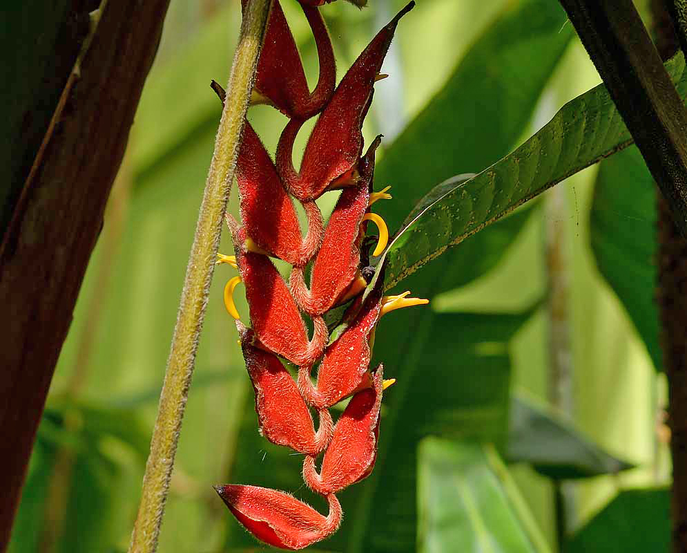 Hanging red Heliconia mutisiana bracts with yellow flowers