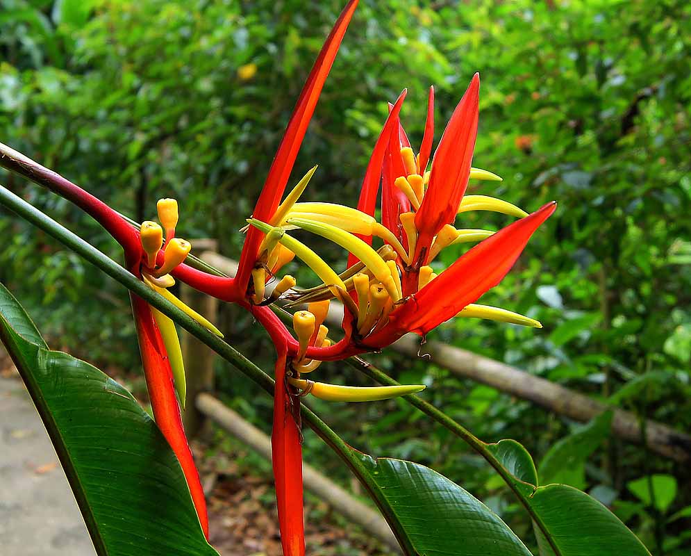 Orange Heliconia bracts with yellow flower tipped with green and yellow fruits
