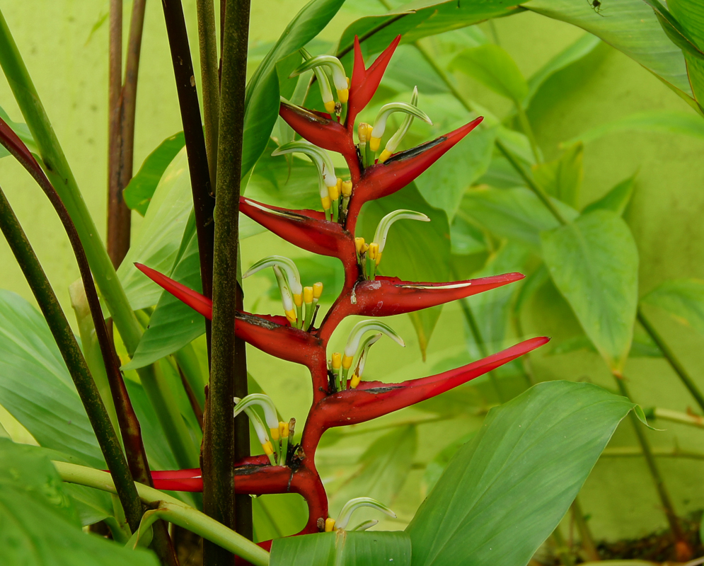 Heliconia burleana with erect red bracts with green and white flowers with yellow sepals