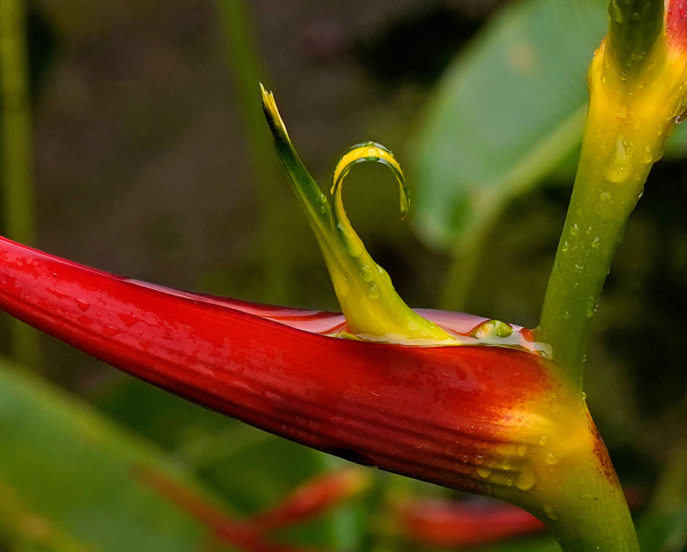 A vivid red and yellow Heliconia hirsuta flower with curling tips and raindrops resting on its bract
