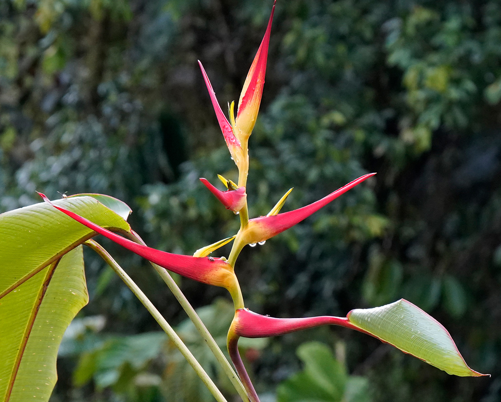 A Heliconia hirsuta plant showing its full inflorescence with long red bracts and upright yellow-green flowers