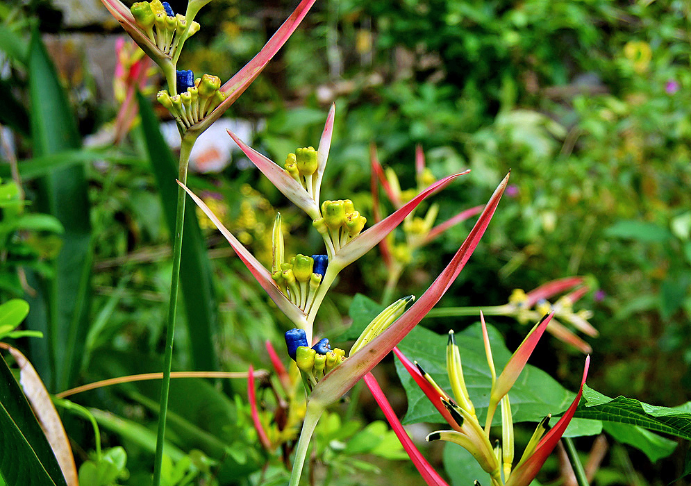 Reddish Heliconia hirsuta bracts with yellow flowers and blue fruit