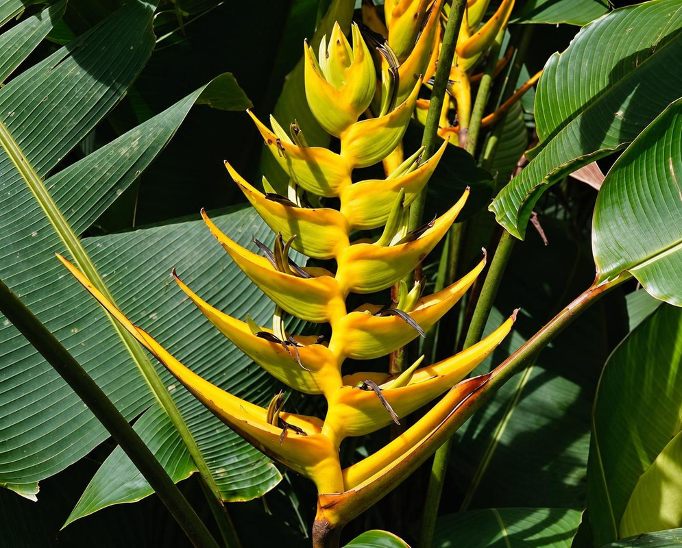 Heliconia lankesteri has closely spaced curved yellow bracts on an upright yellow axis beside large green leaves