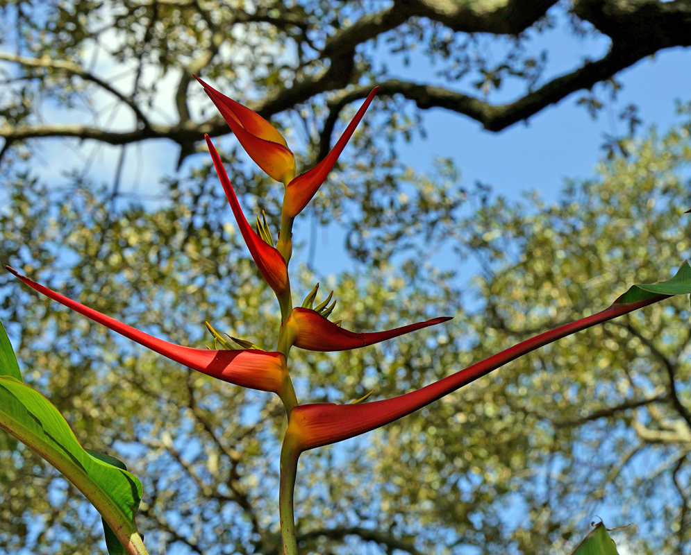 Tall flowering stalk of Heliconia latispatha with long, pointed red bracts and a deep yellow base, reaching toward the blue sky framed by tree branches