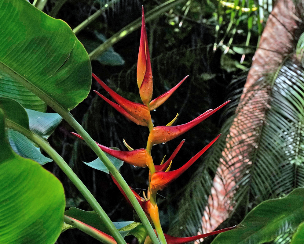 Upright bracts of Heliconia latispatha with a striking blend of red and orange hues, highlighted by water droplets and surrounded by large green leaves