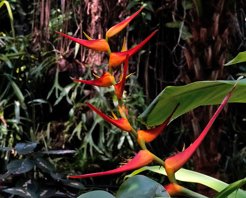 Vibrant inflorescence of Heliconia latispatha with alternating red, orange, and yellow bracts standing out against a dark tropical forest background