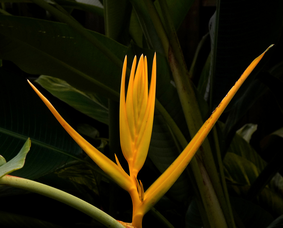 Heliconia lingulata has long pointed yellow bracts fanning outward from an upright yellow axis