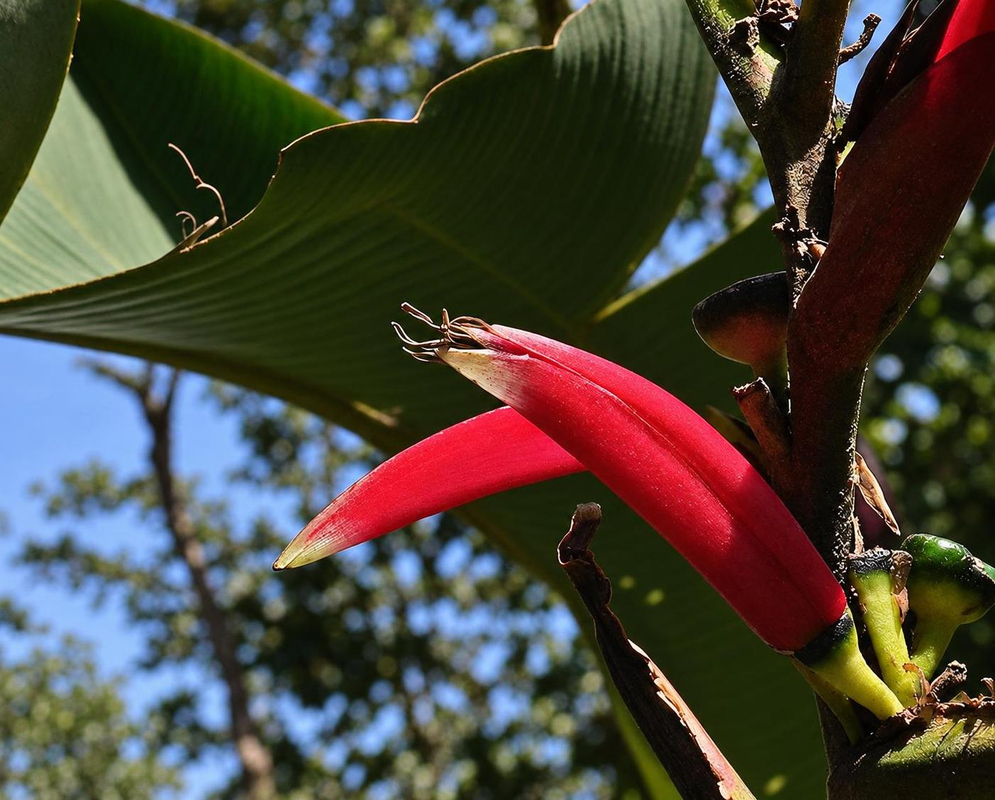 Heliconia metallica has curved dark pink flowers projecting beside broad dark green leaves