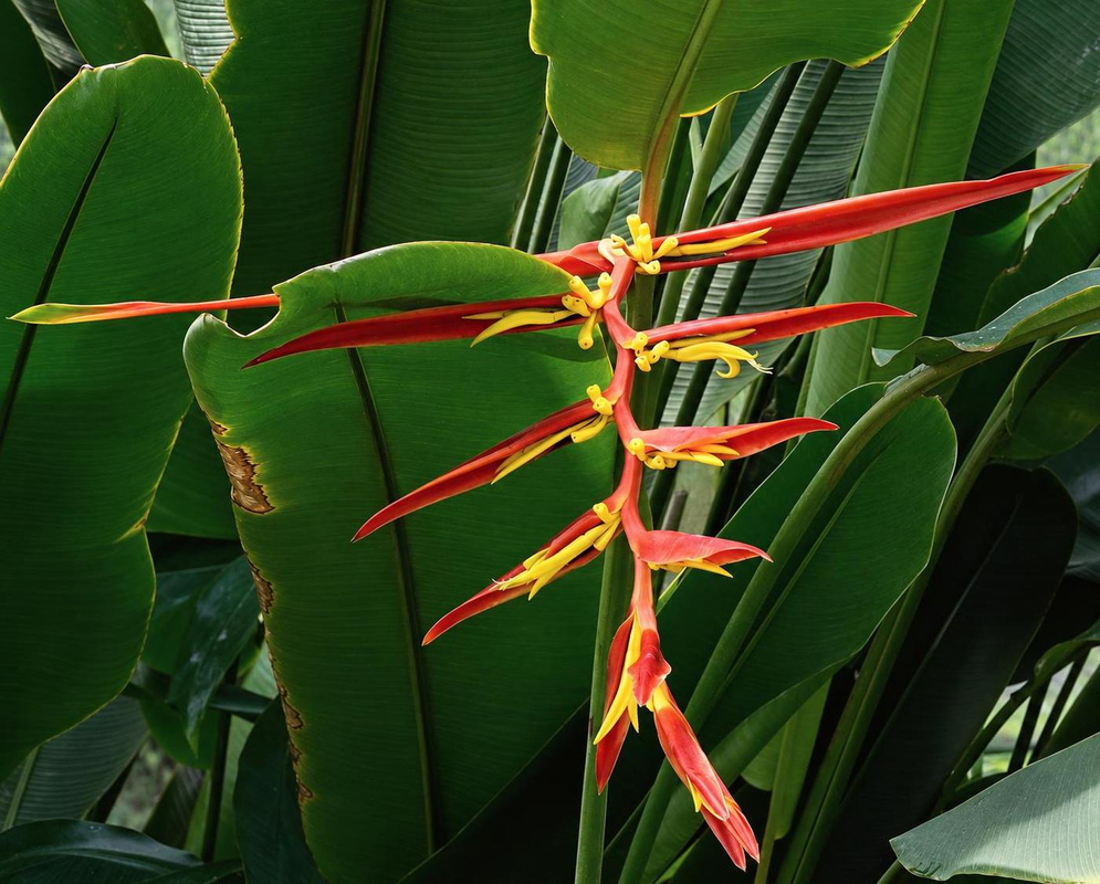 Heliconia montana has narrow red pointed bracts surrounding pale curved flowers and yellow developing fruits