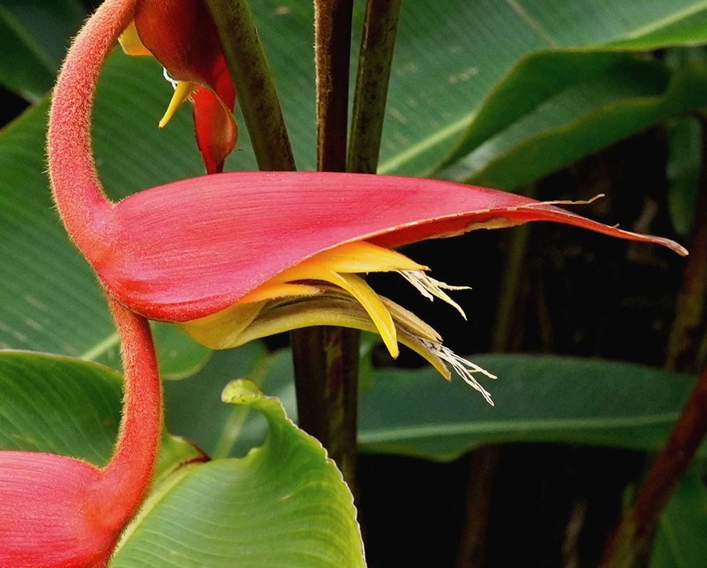 Heliconia nutans has broad hanging pink-red bracts enclosing curved yellow flowers