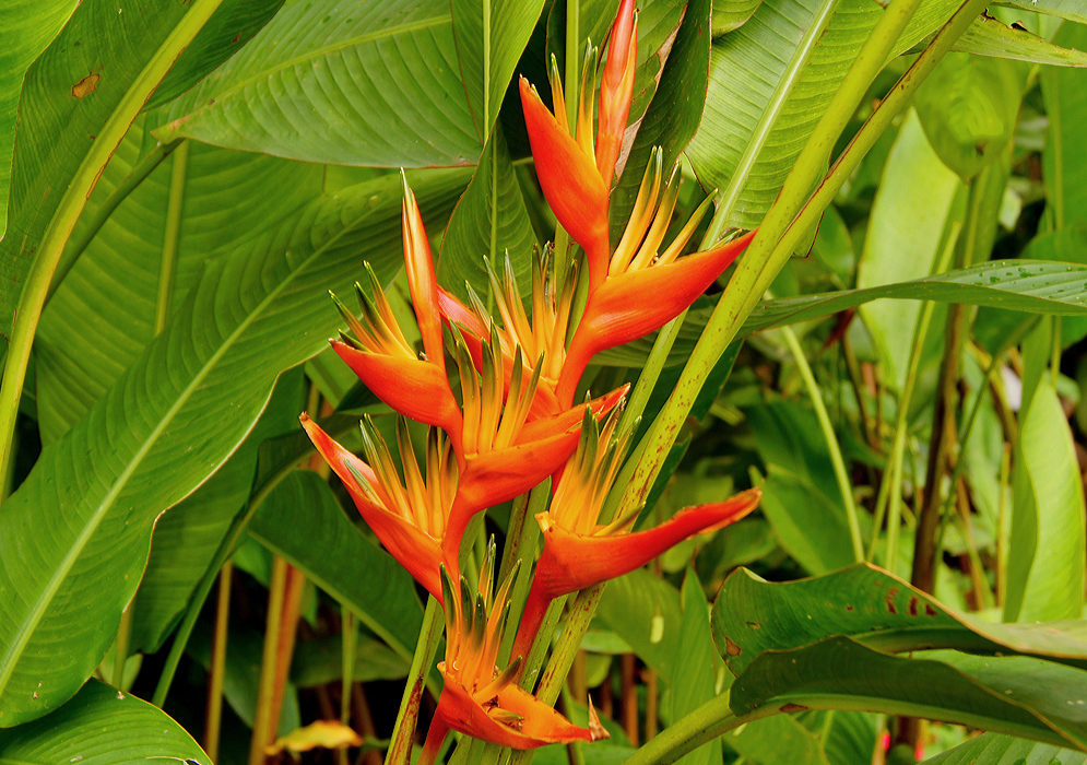 Heliconia psittacorum marginata spike with erect orange-red bracts with yellow flowers that have a dark green dot