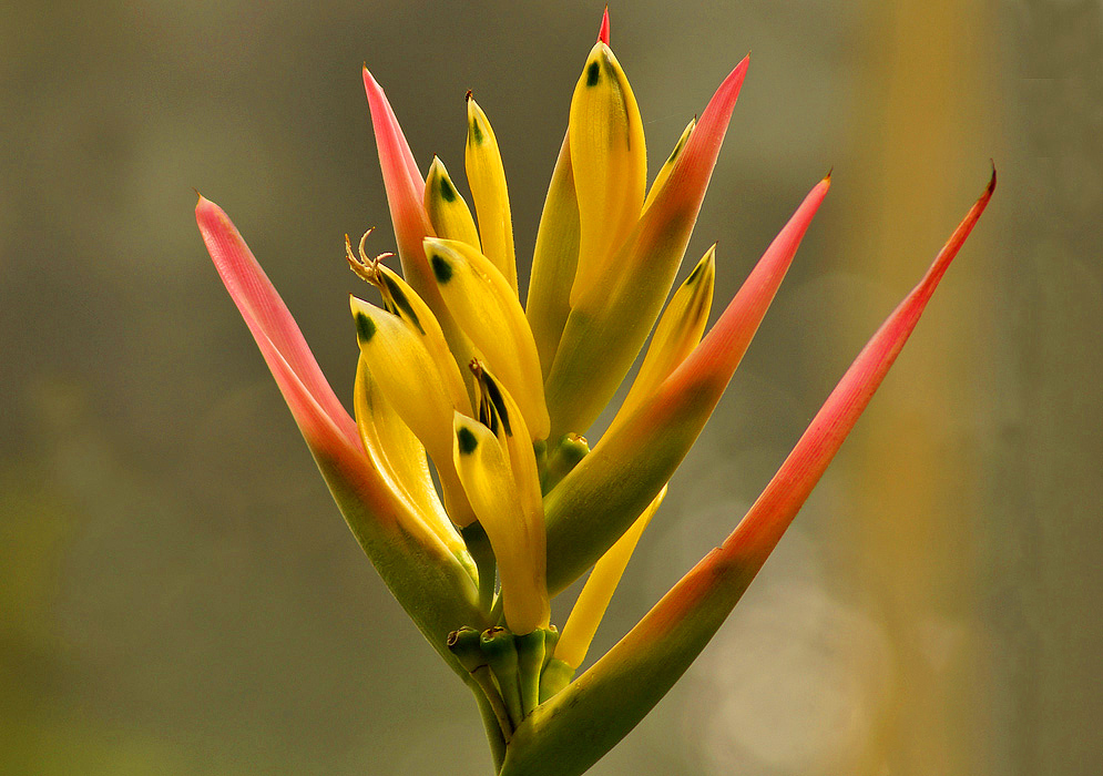 Heliconia psittacorum with erect orange-pink bracts with green and yellow flowers 