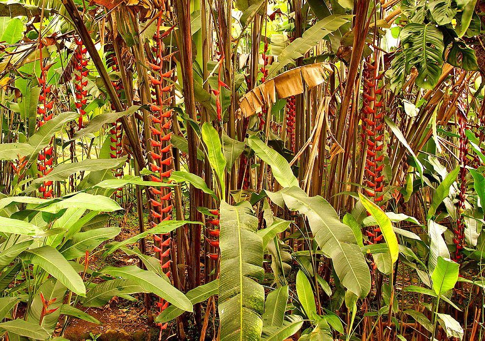 Long hanging Heliconia longissima red bracts