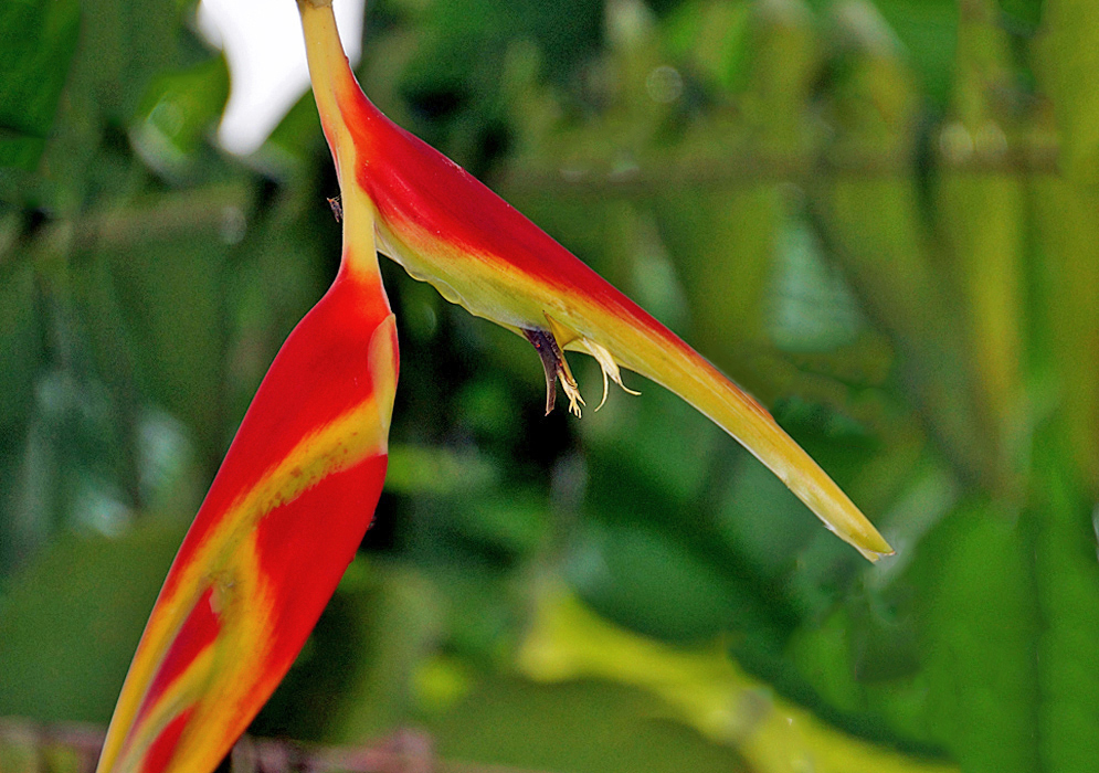 Red and yellow Heliconia platystachys bracts with a pale yellow flower
