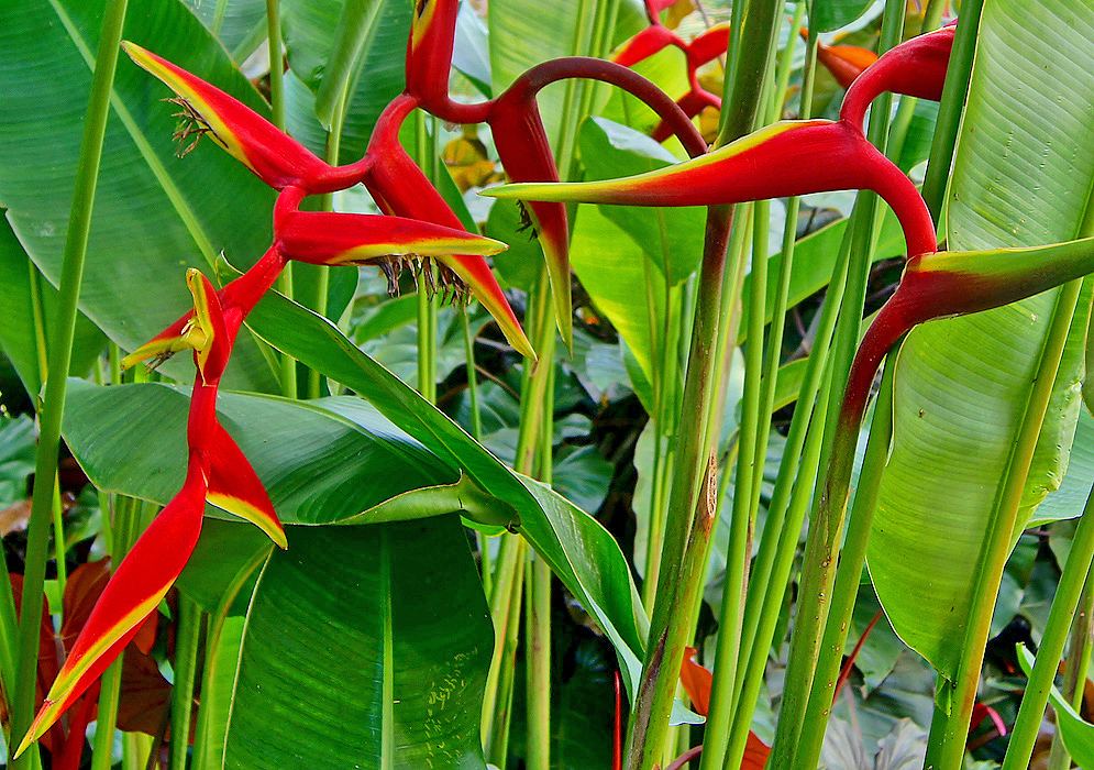 Twisting red Heliconia platystachys bracts with yellow and green borders