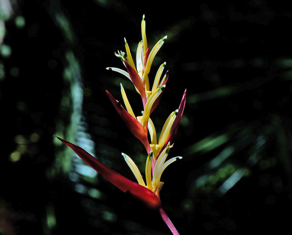 A tropical Heliconia psittacorum inflorescence with slender orange petals and black-tipped lobes near a forest pond