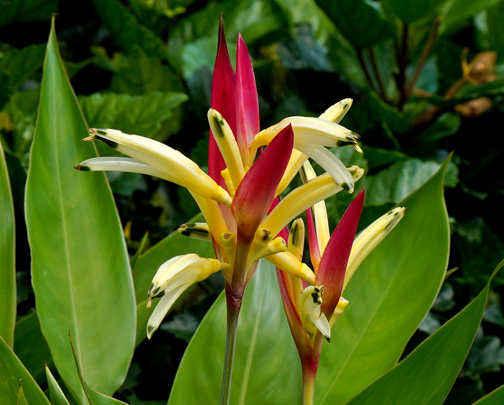 Elegant Heliconia psittacorum bloom featuring orange petals with black ends and red bracts under rainforest canopy