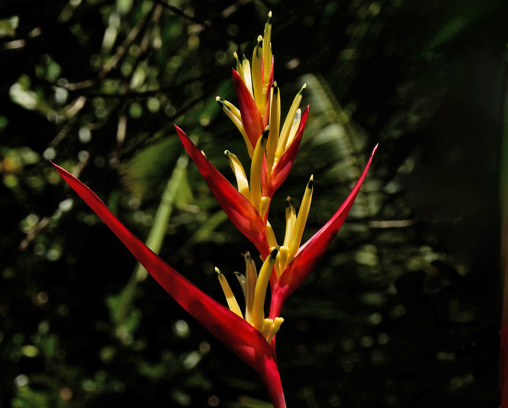 Compact orange Heliconia psittacorum flowers with black tips emerging upright among tropical foliage