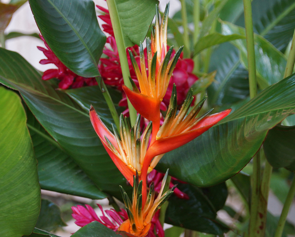 Orange and red Heliconia psittacorum marginata bracts with yellow flower tipped with green 
