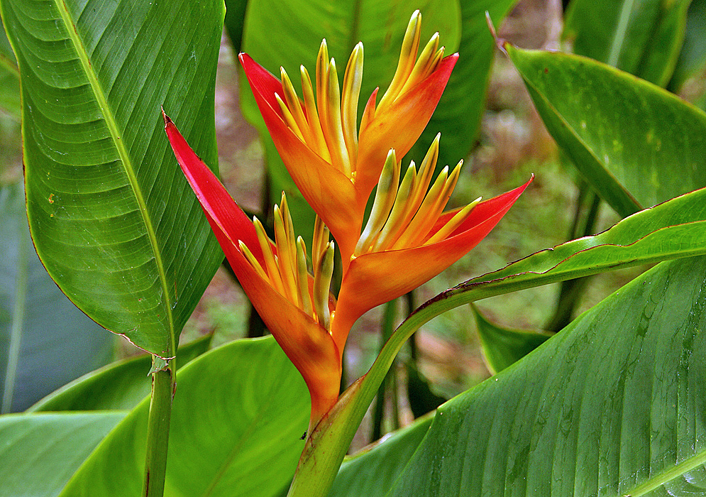 Orange and red Heliconia psittacorum marginata bracts and yellow flowers with a hint of green
