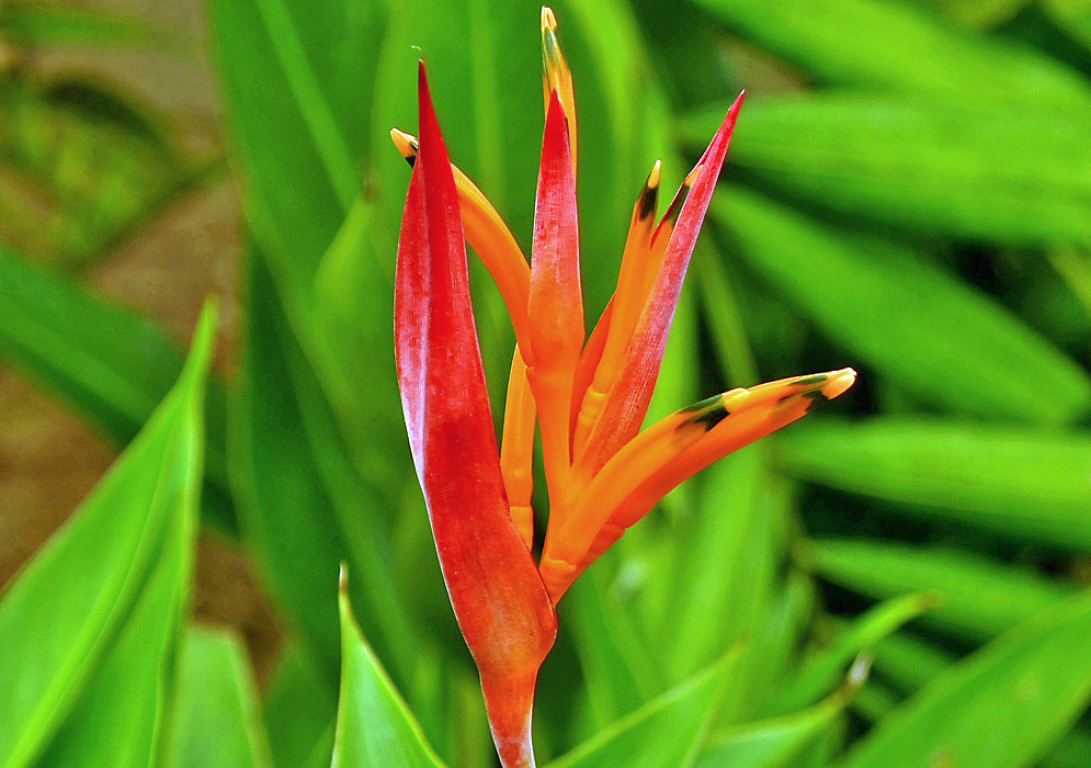 Red Heliconia psittacorum bracts with dark orange flowers black and orange tips