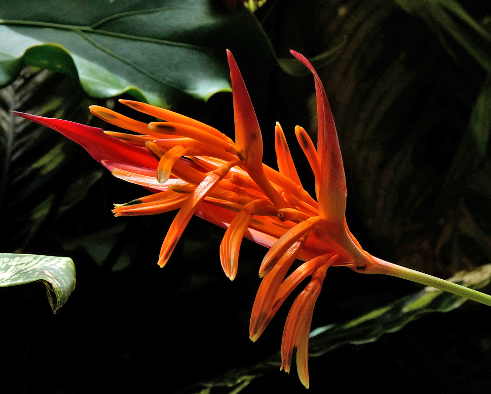 Curved Heliconia psittacorum inflorescence with rich orange blossoms spreading outward from red bracts