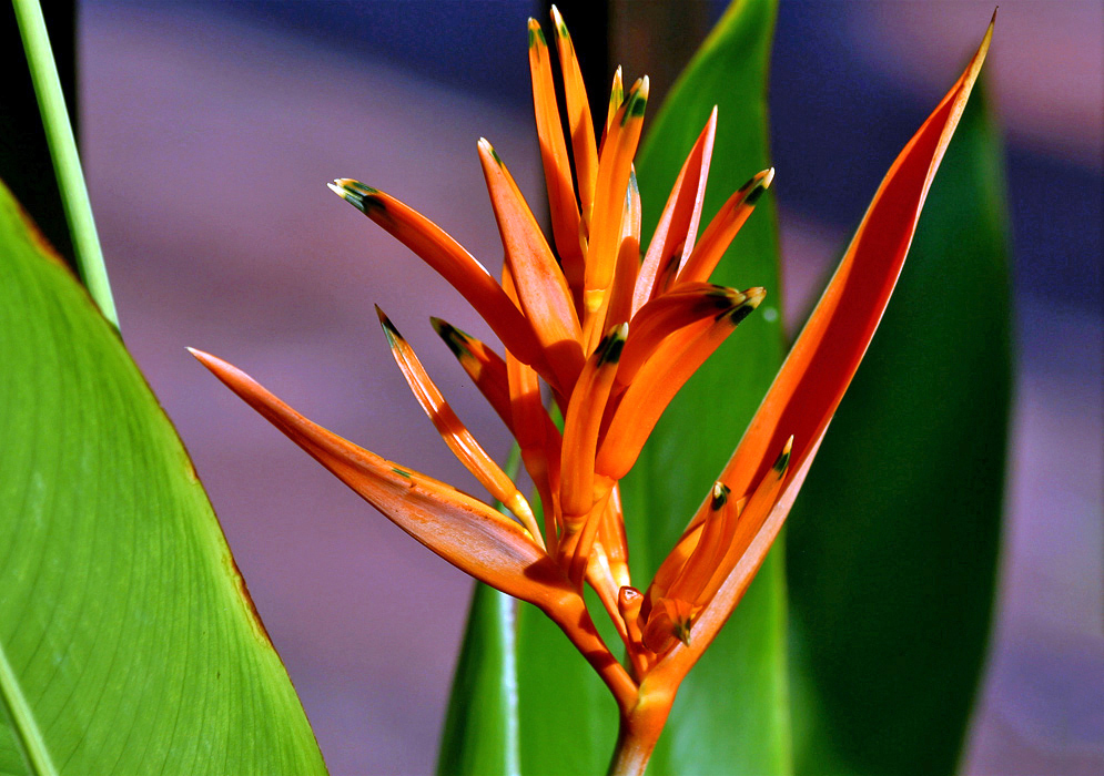 Sunlit orange Heliconia psittacorum bracts and flowers
