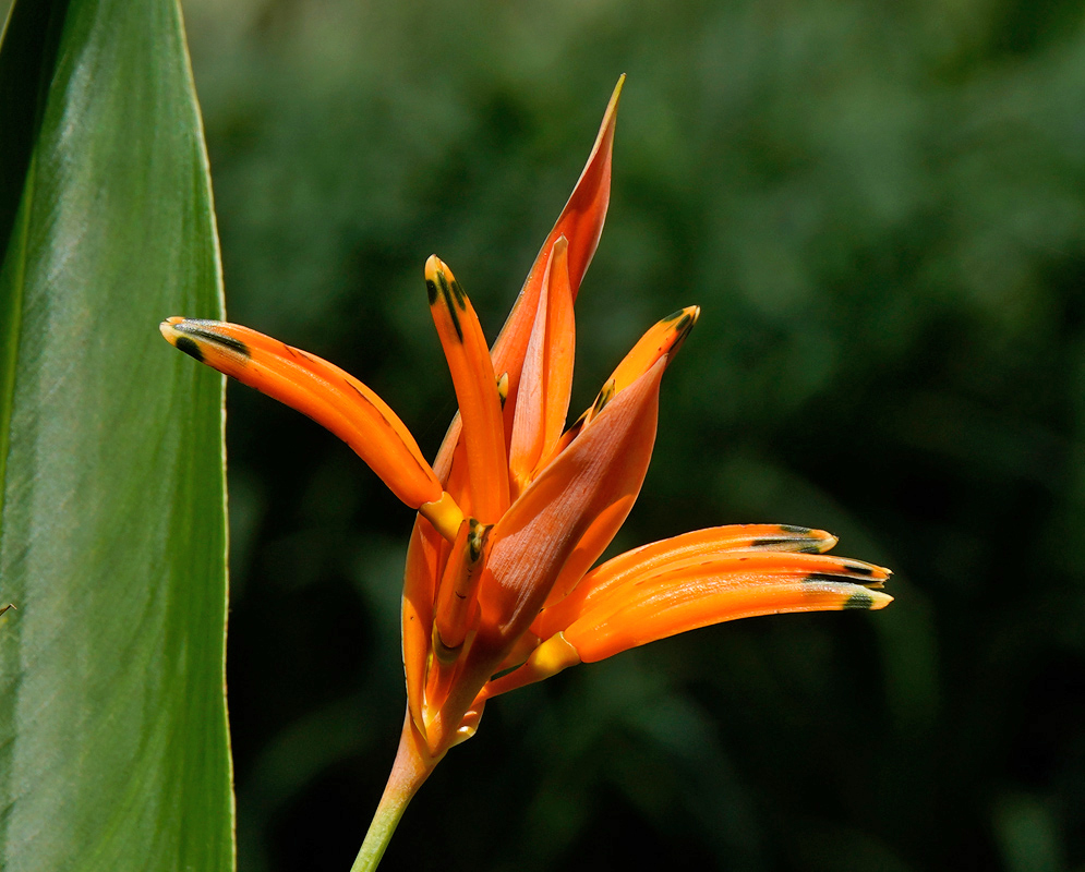 Bright orange Heliconia psittacorum flower cluster with pointed black tips radiating from red floral sheaths