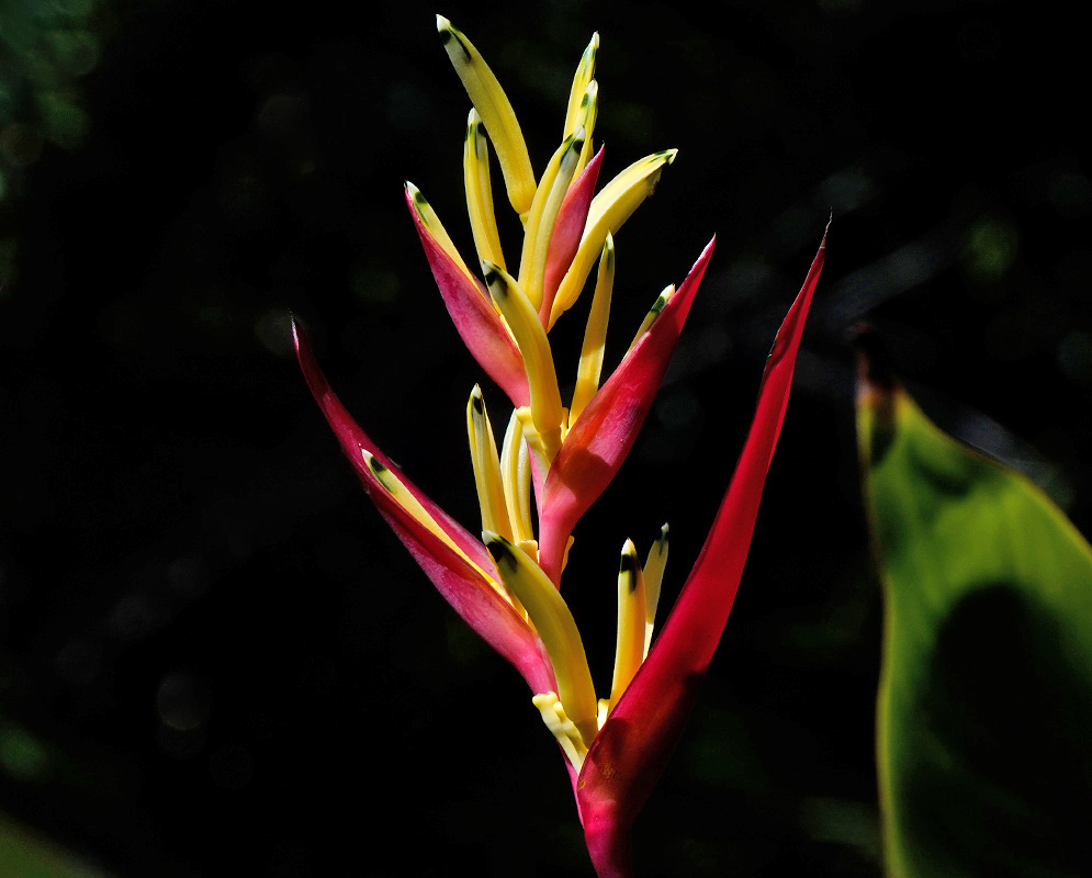 Heliconia psittacorum with vibrant orange and pink floral bracts glowing in the sunlight near dense green vegetation