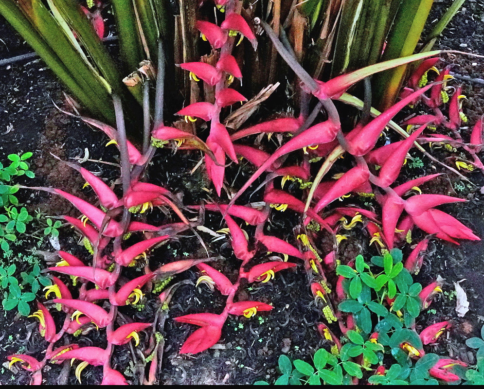 Heliconia reptans has a low trailing red axis lined with pointed pink-red bracts beside broad leaves