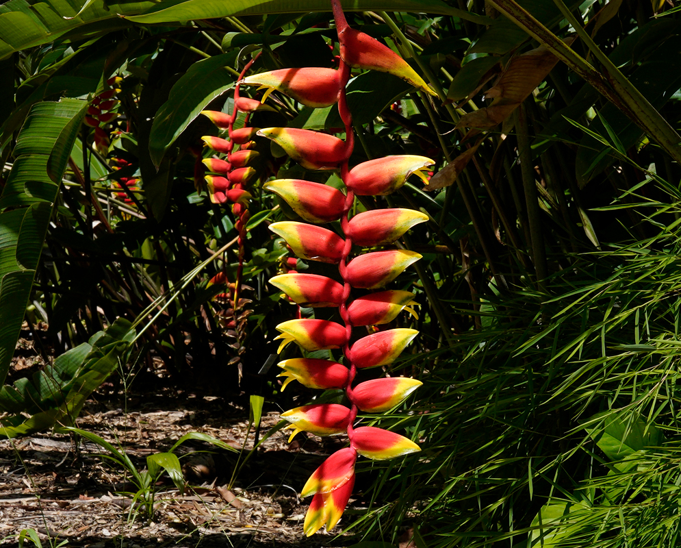 Wind shreaded leaves and hanging Heliconia rostrata inflorescences